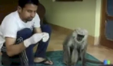 युवक ने सड़क किनारे घायल लंगूर की बचाई जान