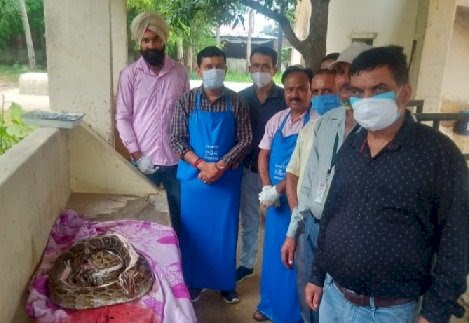 पांवटा में अजगर का पोस्टमार्टम, सड़क किनारे मृत मिला 9 फुट इंडियन पाइथन