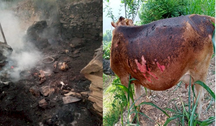 गौशाला में लगी आग दो गाय जिंदा जली , एक झुलसी…