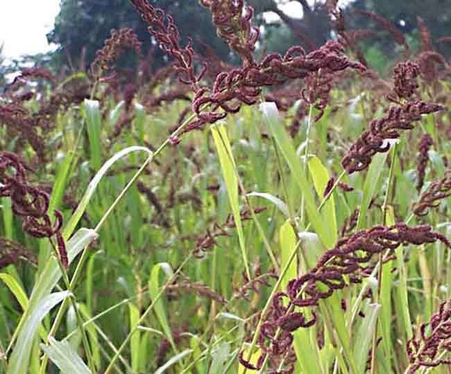पौष्टिकता व औषधीय गुणों खान कौदा लुप्त होने के कगार पर है पहाडी क्षेत्रों का अनाज है कोदरा