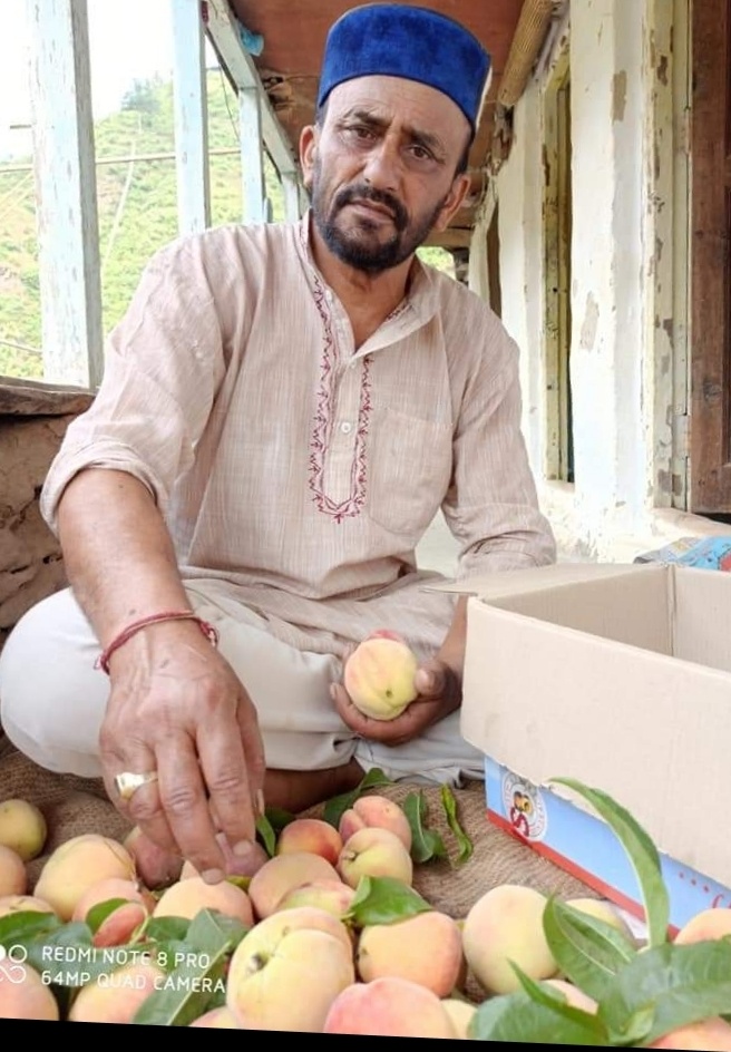 राजगढ़ का आड़ू एशिया में स्वाद व किस्म में सबसे ज्यादा मशहूर
