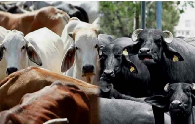 सिरमौर में लंपी रोग के प्रसार को रोकने के लिए बाहर से पशुओं को लाने और लेजाने पर लगा प्रतिबंध