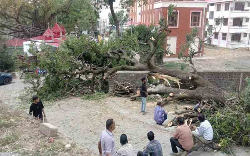 नाहन में 100 साल पुराना आम का वृक्ष गिरा।