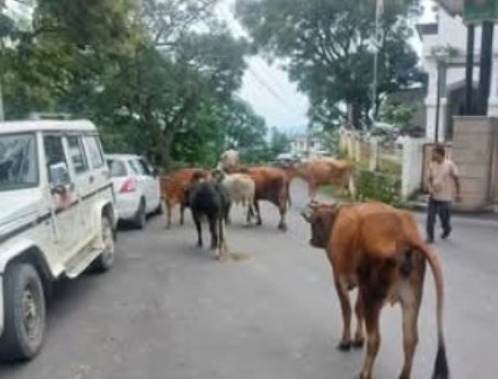 बेबस गोवंश ने आज डीसी कार्यालय क्षेत्र में ली शरण