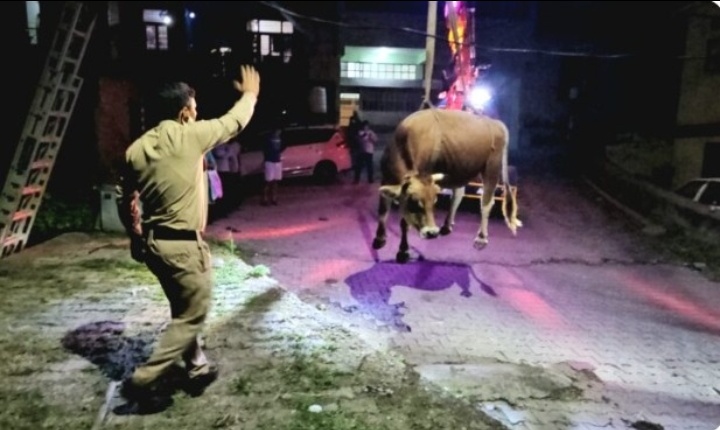 यशवंत विहार में गहरी खाई में गिरा बैल, चार घंटे चला रेस्क्यू ऑपरेशन